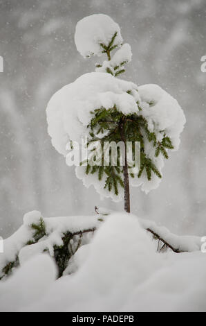 Kleine Weihnachtsbaum unter dem großen weißen Hut snowdrift Schnee Stockfoto