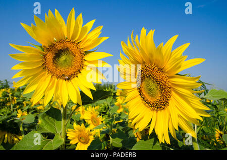 Bereich der gelben Sonnenblumen auf von dem man sitzt eine Biene und einem klaren, blauen Himmel im Sommer Stockfoto