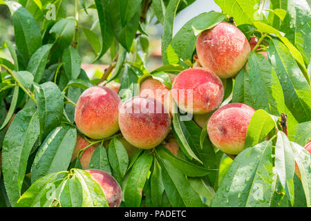 Wie Pfirsiche auf einem Baum im Garten wachsen. Reife saftige Pfirsiche im Garten, Gartenbau, Landwirtschaft. reife Pfirsiche wachsen unter grünen Blättern. Stockfoto