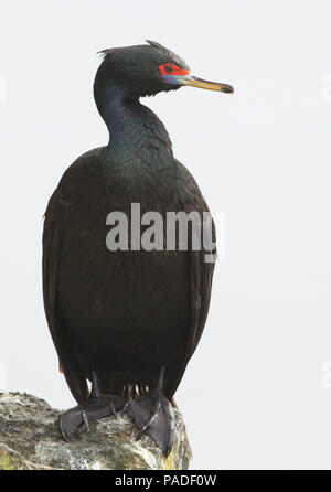 Red-faced Cormorant (Phalacrocorax urile) Stockfoto