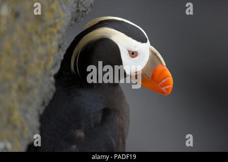 Getuftete Papageientaucher (Fratercula Cirrhata) Stockfoto