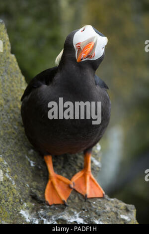 Getuftete Papageientaucher (Fratercula Cirrhata) Stockfoto