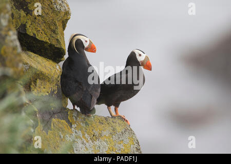 Getuftete Papageientaucher (Fratercula Cirrhata) Stockfoto