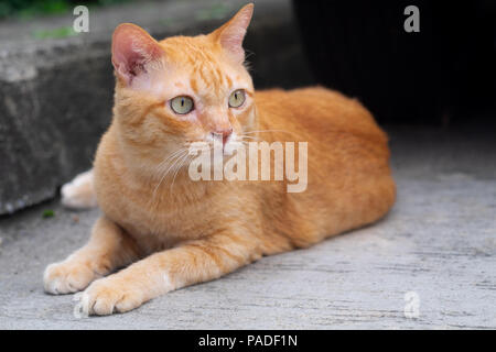 Die niedlichen orange Tabby fette Katze sitzend und suchen nach etwas mit Interesse. Stockfoto