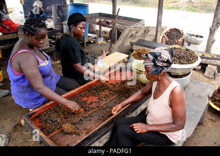 Afrikanische Frauen Auswahl Palmöl Früchte für die weitere Verarbeitung im Palm öl Werk in der Nähe von Cape Coast, Ghana Stockfoto