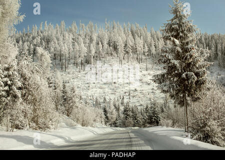 Morgen auf Winter Forest Road, Bäume mit weissen gefrorener Schnee glitzert im Sonnenlicht gedeckt. Stockfoto