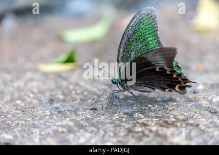 Paris Peacock (Papilio Paris) Schmetterling Stockfoto
