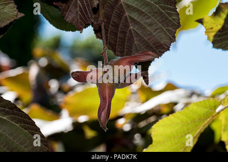 Corylus maxima Purpurea, Corylus maxima Lila Filbert, Betulaceae, lila-leaved Filbert,. Stockfoto