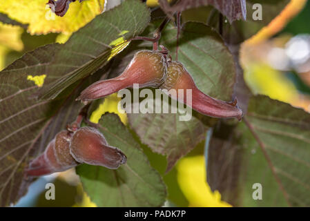 Corylus maxima Purpurea, Corylus maxima Lila Filbert, Betulaceae, lila-leaved Filbert,. Stockfoto