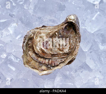 Geschlossene Auster auf Eis Stockfoto