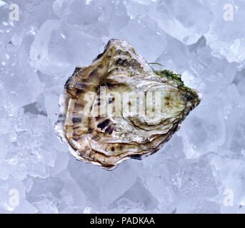 Geschlossene Auster auf Eis Stockfoto