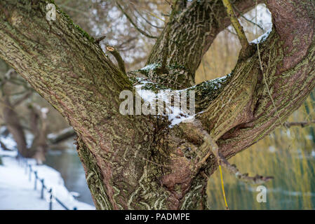 Maidenhead, Berkshire, Vereinigtes Königreich, allgemeine Ansicht, Schnee resing im Baum, wo die Gliedmaßen aus dem Raymill trunnk wachsen, 'Insel', Winter Schnee, Ba Stockfoto