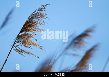 Schilf (Phragmites australis) Blumen an der Estany Pudent Salt Marsh in Ses Salines Naturpark (Formentera, Balearen, Spanien) Stockfoto