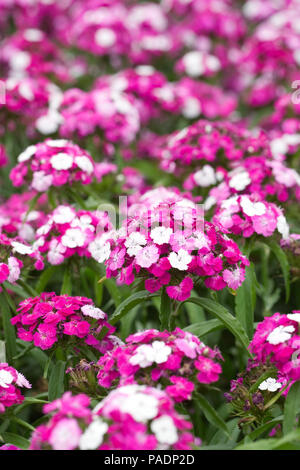 Dianthus F1 "dash Magician". Sweet William Blumen. Stockfoto