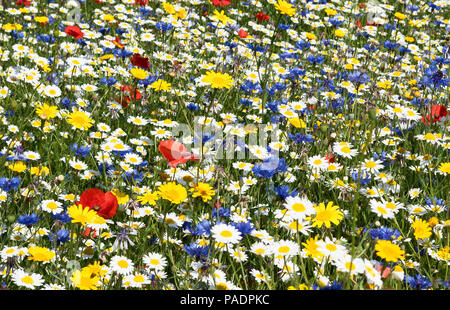 Native britischen Wilde Blumenwiese am National Wildflower Center, Eden Project in Cornwall, England, Großbritannien, Großbritannien. Stockfoto