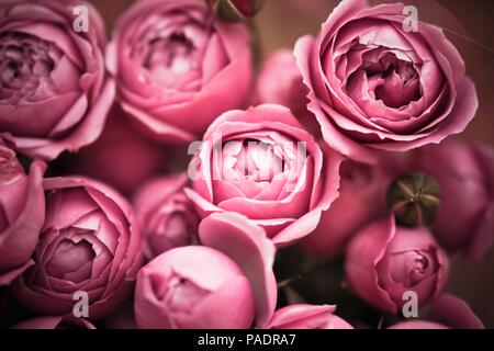 Pfingstrose - Rosen bush Blumenstrauß Stockfoto