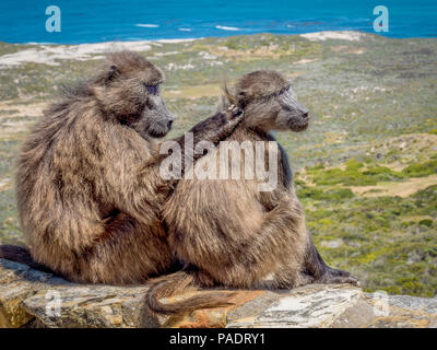 Kap Paviane pflegen einander an einer Wand am Kap der guten Hoffnung Natur bewahren in Südafrika. Stockfoto