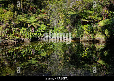 Native Bush in einem Bach wider, Abel Tasman National Park Stockfoto