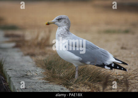 Junge Silbermöwe in Barnegat Einlass, Barnegat Lighthouse State Park, Long Beach Island (LBI), New Jersey (NJ) Stockfoto