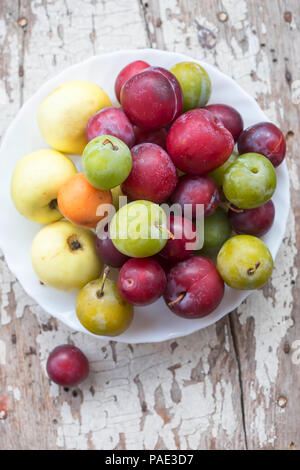 Aprikosen/Marillen, Äpfel, Mirabelle, grüne Pflaumen (UME) und Pflaumen. Sommer Früchte an der Platte. Stockfoto