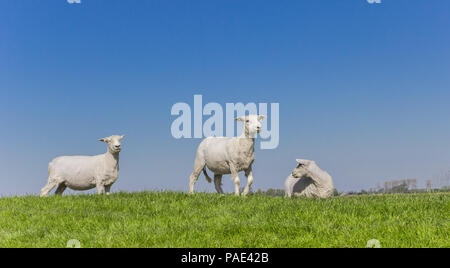 Schafe auf einer holländischen Deich in der Nähe von Groningen, Niederlande Stockfoto