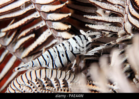 Crinoid Garnelen in Crinoid. Moalboal, Philippinen Stockfoto