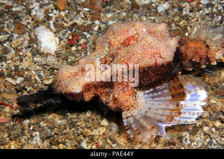 Drachen Meer Motte (Eurypegasus Draconis, aka wenig Dragonfish, kurze Dragonfish, gemeinsame Seamoth). Lembeh Strait, Indonesien Stockfoto