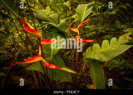 Bunte Heliconia Blumen im dichten Regenwald von Altos de Campana Nationalpark, Republik Panama. Stockfoto