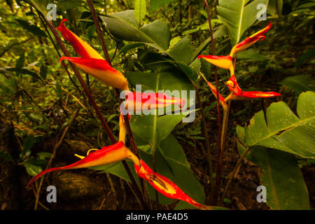 Bunte Heliconia Blumen im dichten Regenwald von Altos de Campana Nationalpark, Republik Panama. Stockfoto