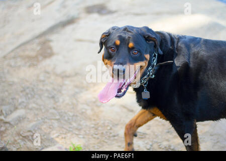 Rottweiler Schwimmen im See, Hund schwimmen Action Fotos Stockfoto