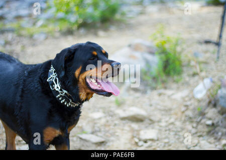 Rottweiler Schwimmen im See, Hund schwimmen Action Fotos Stockfoto