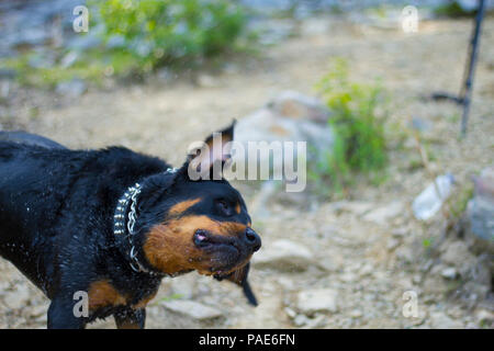 Rottweiler Schwimmen im See, Hund schwimmen Action Fotos Stockfoto