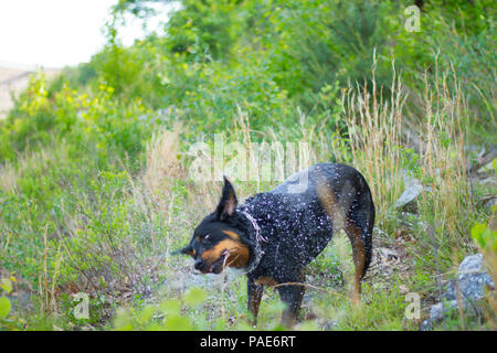 Rottweiler Schwimmen im See, Hund schwimmen Action Fotos Stockfoto