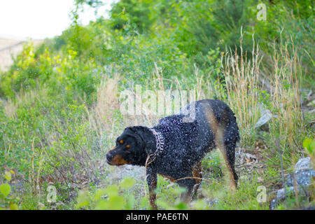 Rottweiler Schwimmen im See, Hund schwimmen Action Fotos Stockfoto