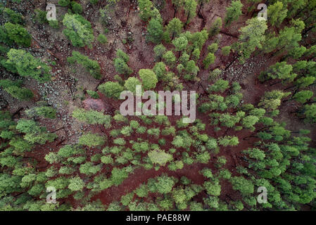 Hohen Pinien in einem Northern Arizona Patch von Wald. Bild von einer Antenne Brummen bei 400 Fuß in der Höhe erfasst Stockfoto