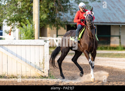 Am frühen Morgen Training in Fort Erie Rennstrecke in der Woche vor dem Prince of Wales Stakes. Stockfoto