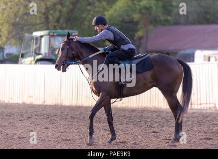 Am frühen Morgen Training in Fort Erie Rennstrecke in der Woche vor dem Prince of Wales Stakes. Stockfoto