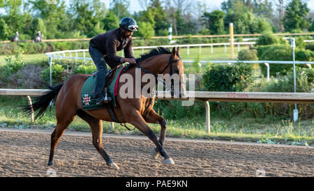 Am frühen Morgen Training in Fort Erie Rennstrecke in der Woche vor dem Prince of Wales Stakes. Stockfoto