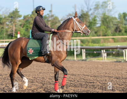 Am frühen Morgen Training in Fort Erie Rennstrecke in der Woche vor dem Prince of Wales Stakes. Stockfoto