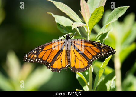 Ein monarch butterfly, danaus Plexippus, auf einem wilden azelea Strauch in einem Garten in Spekulant, NY USA ruhen Stockfoto