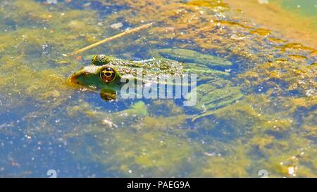 Eine grüne Wasserfrosch, auch als die Gemeinsame Wasser Frosch bekannt. Frosch Schwimmen im Teich. Stockfoto