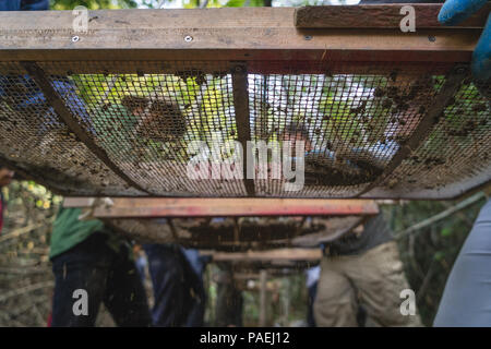 Die einheimischen Arbeiter prüfen Boden während der Suche nach bleibt während eines Recovery Mission in Dak Nong Provinz, Vietnam, 29. März 2016. Mitglieder der DPAA in die Gegend, in der Hoffnung auf die Wiederherstellung der Überreste einer Rechenschaftspflicht für US-Flieger aus dem Vietnamkrieg eingesetzt. Die Mission von DPAA ist die möglichst vollständige Buchhaltung für unsere fehlenden Personal zu ihren Familien und der Nation zu stellen. (DoD Foto von Sgt. Guzman Rodriguez, Jose H., USA/freigegeben) Stockfoto