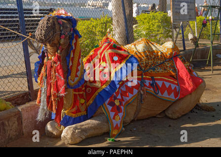 Ein Kamel wartet auf Passagiere in Indien Stockfoto