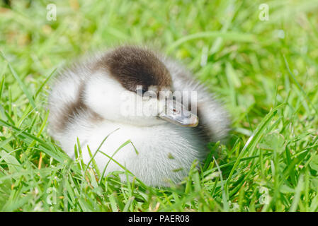 Ein Neuseeland Paradies ente Entlein saß auf dem Gras in der Sonne. Stockfoto