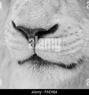 Atemberaubende intimes Porträt von weißen Barbary Atlas Löwe Panthera leo in Schwarz und Weiß Stockfoto