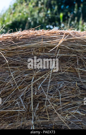 In der Nähe des heu Textur. Stockfoto