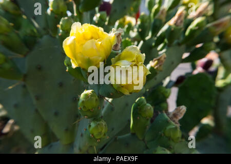 Frühling gelb Blume Blüte auf einem Feigenkakteen. Stockfoto