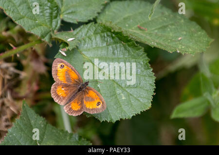 Der Gatekeeper oder Hedge Braun (pyronia Tithonus) Schmetterling ruht auf einem Blatt Stockfoto