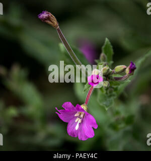 Lebendige große Weidenröschen (Epilobium hirsutum) in voller Blüte Stockfoto