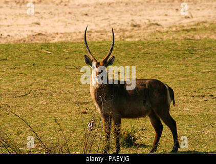 Gemeinsamen Wasserbock, Kobus Ellipsiprymnus. Mana Pools National Park. Zimbabwe Stockfoto